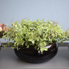 Arranjo De Folhagens Peperômia No Vaso Baixo De Vidro | Linha